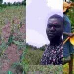Herdsmen's cows ate up my two hectres of maize farm, Benue farmer laments
