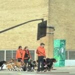 East London: Man Killed in Vicious Dog Attack
