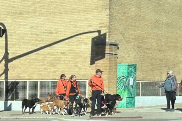 Man Killed in Vicious Dog Attack in East London | Epicstorian News East London: Man Killed in Vicious Dog Attack