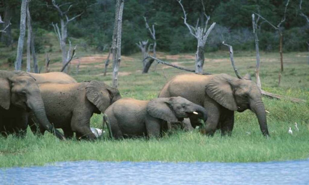 Zimbabwe Launches Elephant Cull to Manage Overpopulation and Aid Villages | Epicstorian News Zimbabwe launches elephant cull in Save Valley to manage overpopulation and distribute meat to drought-hit families.