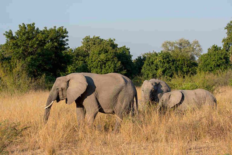 Elephants roam in herds across protected forests in Nigeria, posing threats during habitat disruptions.