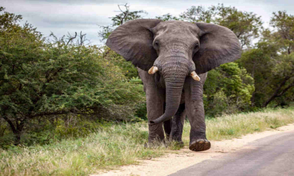 Elephant kills British, New Zealand women on safari in Zambia’s Luangwa Park | Epicstorian News Elephant in Zambia’s South Luangwa Park near safari tourists before deadly attack involving two elderly women.