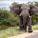 Elephant in Zambia’s South Luangwa Park near safari tourists before deadly attack involving two elderly women.