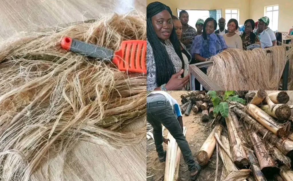 Plantain stem hair extensions developed by Mrs. Tare Kuromene redefine Nigeria beauty | Epicstorian News Eco-friendly plantain stem hair extensions produced in Nigeria