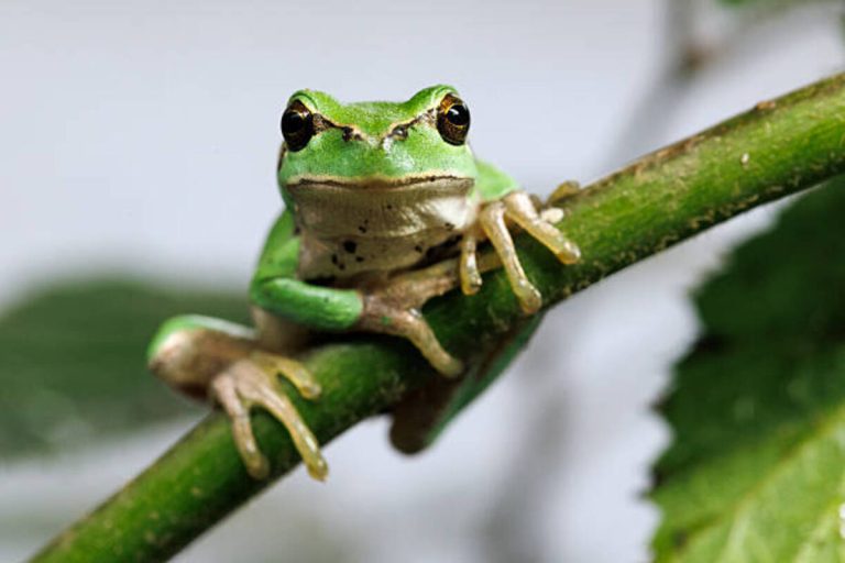 European tree frog perched on wetland branch inside UK conservation breeding enclosure for amphibians and reptiles recovery.