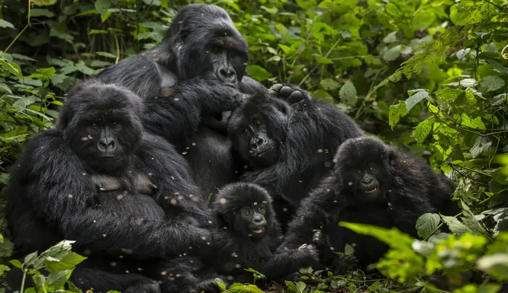 Virunga, Africa’s Oldest National Park, Turns 100 With New Push to Protect Endangered Gorillas | Epicstorian News Mountain gorilla amidst forest canopy in Virunga National Park during centenary commemoration events