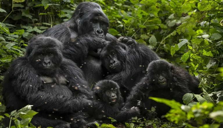 Mountain gorilla amidst forest canopy in Virunga National Park during centenary commemoration events